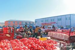 赤峰賣小柿子的電話地址是多少