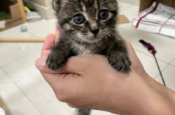 赤峰小奶貓領(lǐng)養(yǎng)電話地址查詢