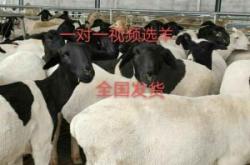 內(nèi)蒙赤峰杜泊羊肉館電話號碼