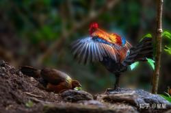 赤峰賣雞冠油的地方電話號(hào)碼