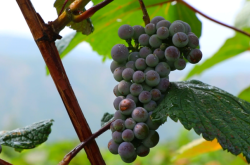 赤峰蒙鴻葡萄酒電話號碼