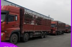 赤峰到白城貨運(yùn)專線電話號(hào)碼