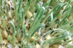 赤峰牧草鮮草廠家電話號碼