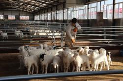 赤峰養(yǎng)羊直銷公司電話地址查詢