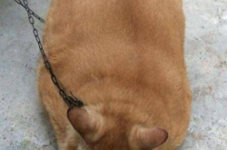 赤峰橘貓售賣(mài)電話是多少號(hào)