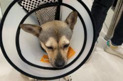 赤峰平價寵物醫(yī)院電話地址查詢