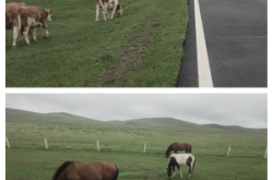 大足到赤峰專線車電話號碼