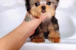 赤峰上門喂寵物狗電話號碼