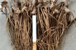 赤峰蒼術(shù)籽收購商家電話號碼