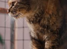 赤峰市領(lǐng)養(yǎng)流浪貓電話號碼