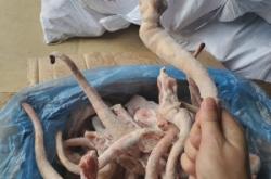 赤峰豬尾巴批發(fā)電話(huà)地址查詢(xún)