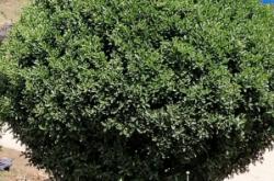 赤峰冬青毛球館電話多少號