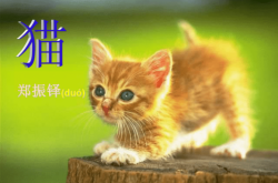 赤峰貓咪養(yǎng)殖場(chǎng)電話地址查詢