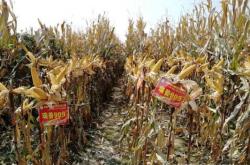 赤峰玉米磷肥廠家電話號碼