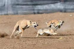 赤峰狗子聚會(huì)電話(huà)多少啊