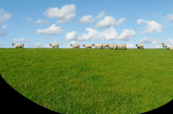 赤峰市獸醫(yī)診所招聘電話號(hào)碼