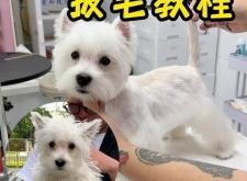 赤峰西高地拔毛店地址電話號(hào)碼