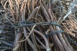 赤峰野生毛桃種植基地電話號碼