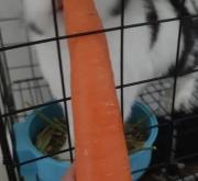 赤峰買兔糧的電話號碼是多少