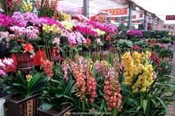 赤峰地攤賣鮮花電話多少號