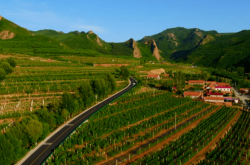 赤峰葡萄園采摘點(diǎn)電話號(hào)碼