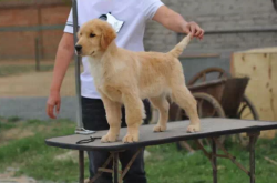 赤峰上門照顧寵物狗電話號碼