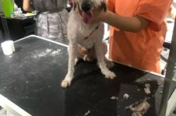 赤峰狗狗美容團(tuán)購電話號碼