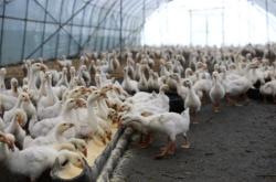 赤峰養(yǎng)鵝大棚出租電話號碼