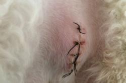 赤峰市獸醫(yī)診所電話號碼