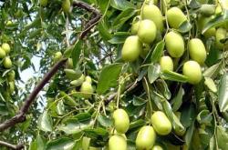 赤峰果樹(shù)苗出售聯(lián)系電話(huà)號(hào)碼