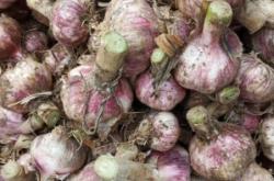 赤峰大蒜多少錢一斤