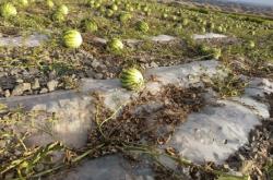 赤峰批發(fā)打瓜機電話號碼查詢