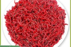 赤峰紅蟲活餌廠家地址電話號(hào)碼