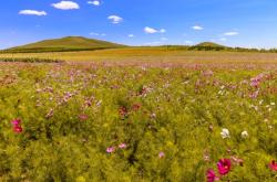 赤峰同城鮮花直播基地電話(huà)號(hào)碼