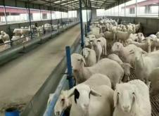 赤峰賣羊小伙電話多少號(hào)