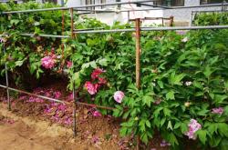 赤峰牡丹銷售電話號碼查詢地址