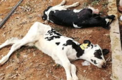 赤峰牛犢收售電話地址查詢最新