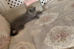 赤峰收貓電話號碼多少啊