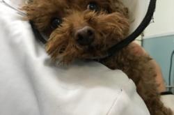 赤峰狗狗針灸醫(yī)院電話多少號(hào)