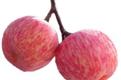 赤峰蘋果果袋公司電話地址查詢