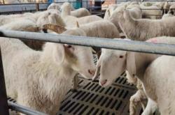 赤峰綿羊養(yǎng)殖基地電話號碼