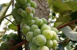 赤峰采摘葡萄園電話地址查詢