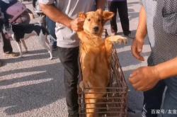 赤峰狗販子電話多少號啊