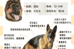 赤峰同城出售德牧狗狗電話號碼