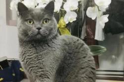 赤峰同城貓咪領(lǐng)養(yǎng)電話多少號