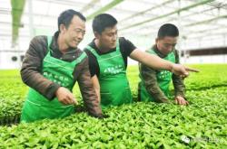 內(nèi)蒙赤峰育苗基地電話地址查詢