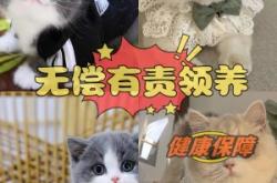 赤峰地區(qū)無償領養(yǎng)貓咪電話號碼