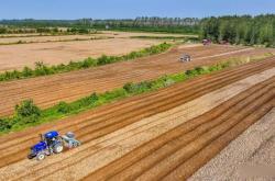 紅谷麥場(chǎng)