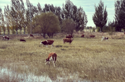 赤峰玉龍沙壺專(zhuān)賣(mài)店電話(huà)號(hào)碼