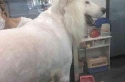 赤峰寄養(yǎng)寵物店電話地址查詢